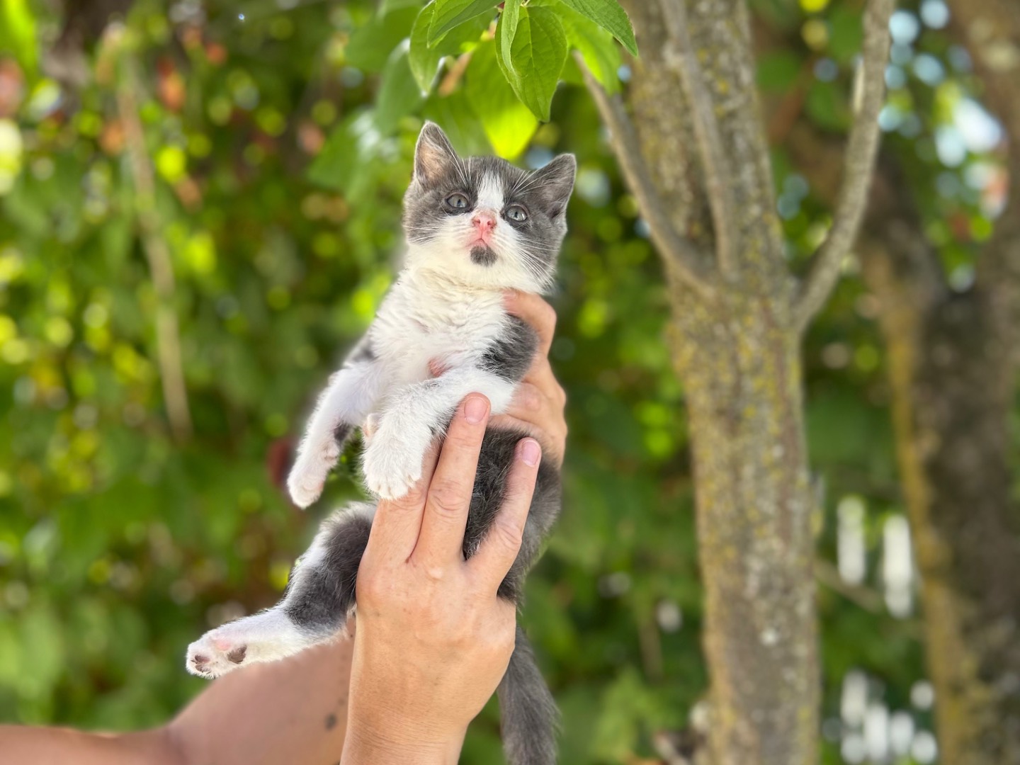 Adotta un gatto, maschio, 1 mese, Arezzo