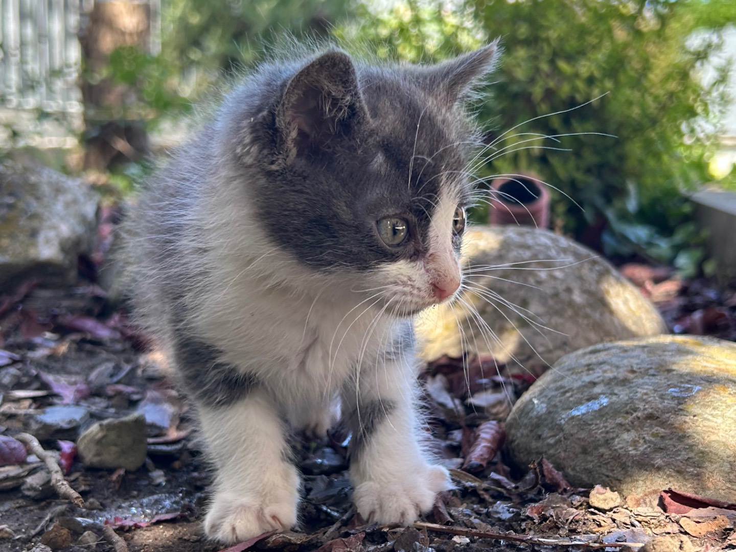 Adotta un gatto, taglia non valida, maschio, Arezzo