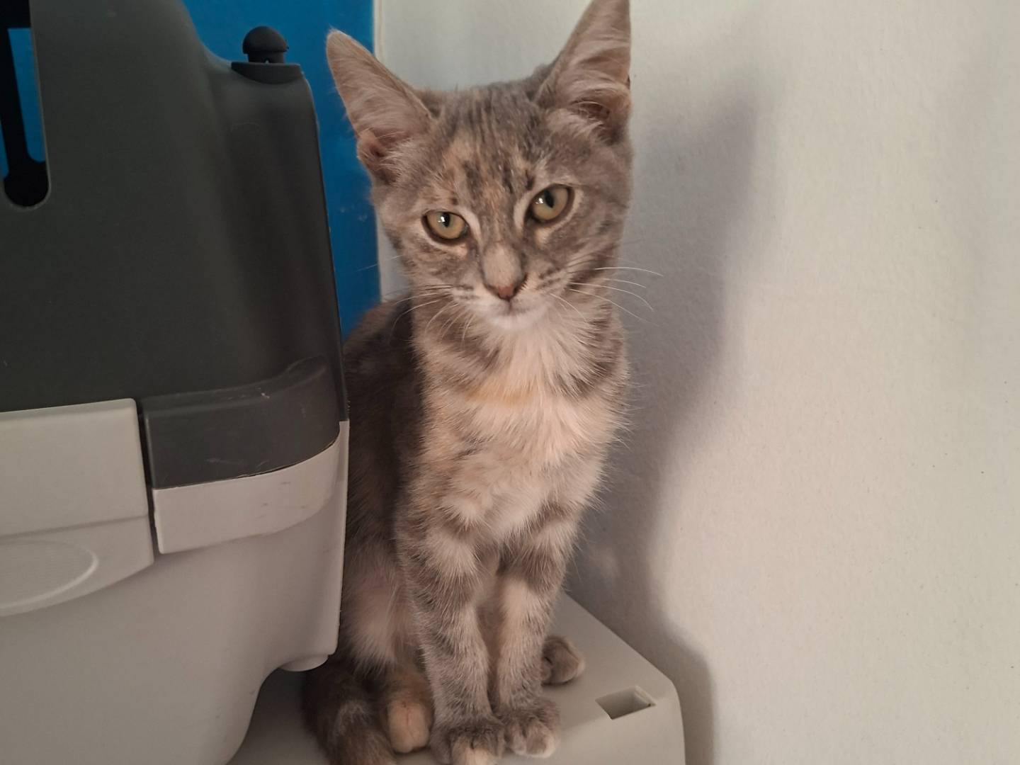 Adozione gatto, femmina, Razza sconosciuta Razza sconosciuta, 2 mesi, taglia non valida, Viterbo