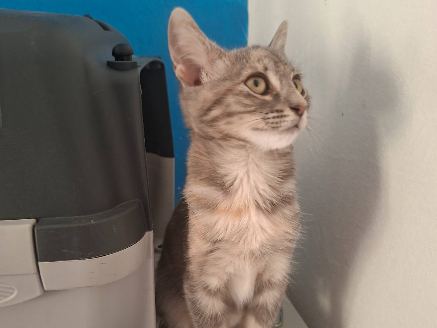 Adotta un gatto, femmina, 2 mesi, Viterbo