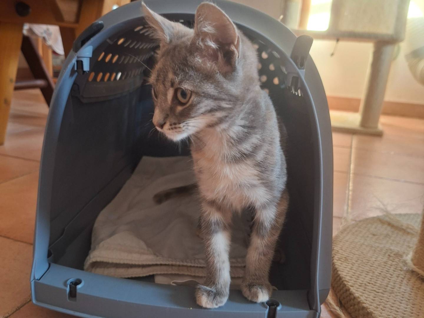 Adotta un gatto, taglia non valida, femmina, Viterbo