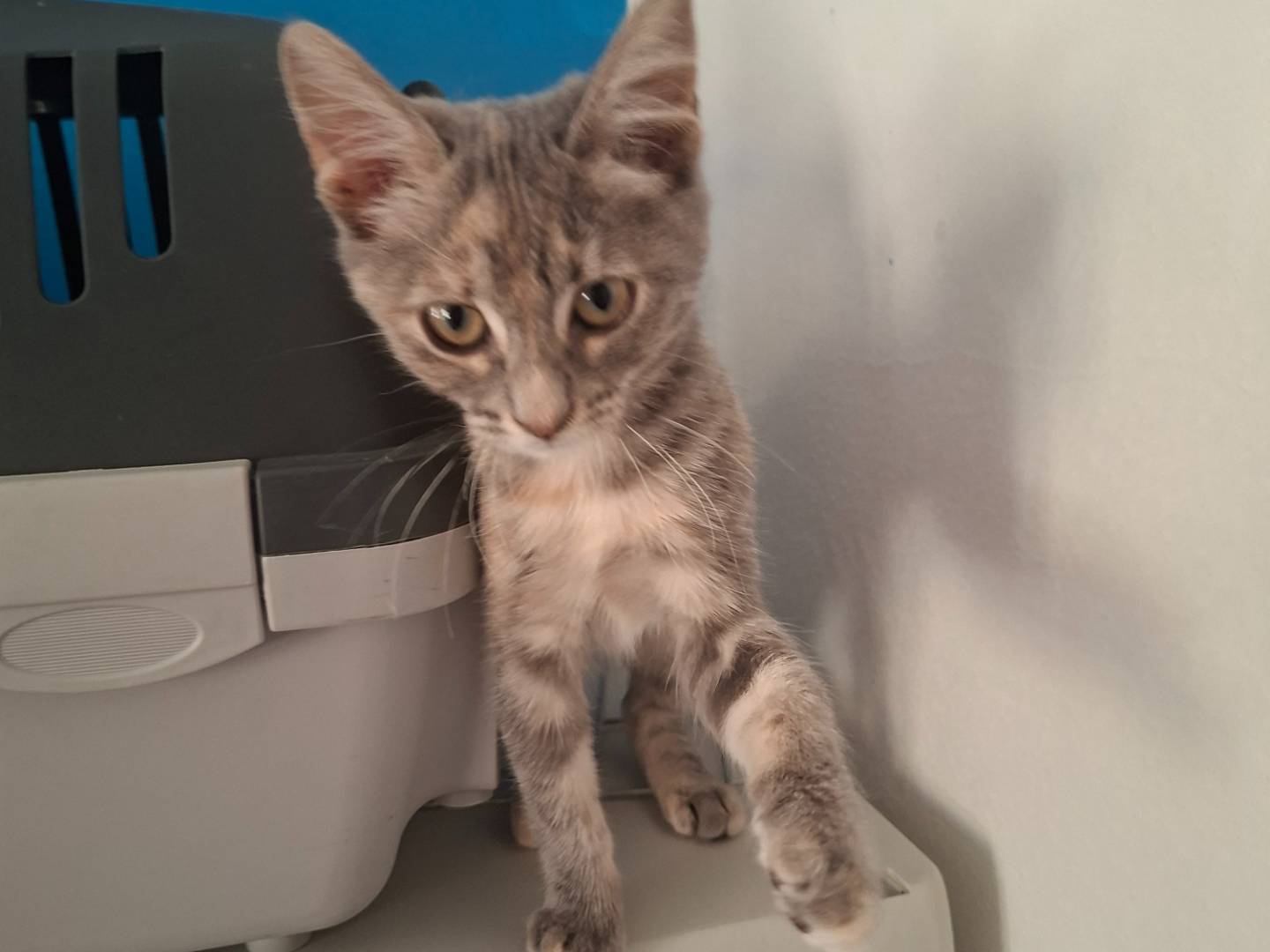 Vuoi adottare un gatto a Viterbo?