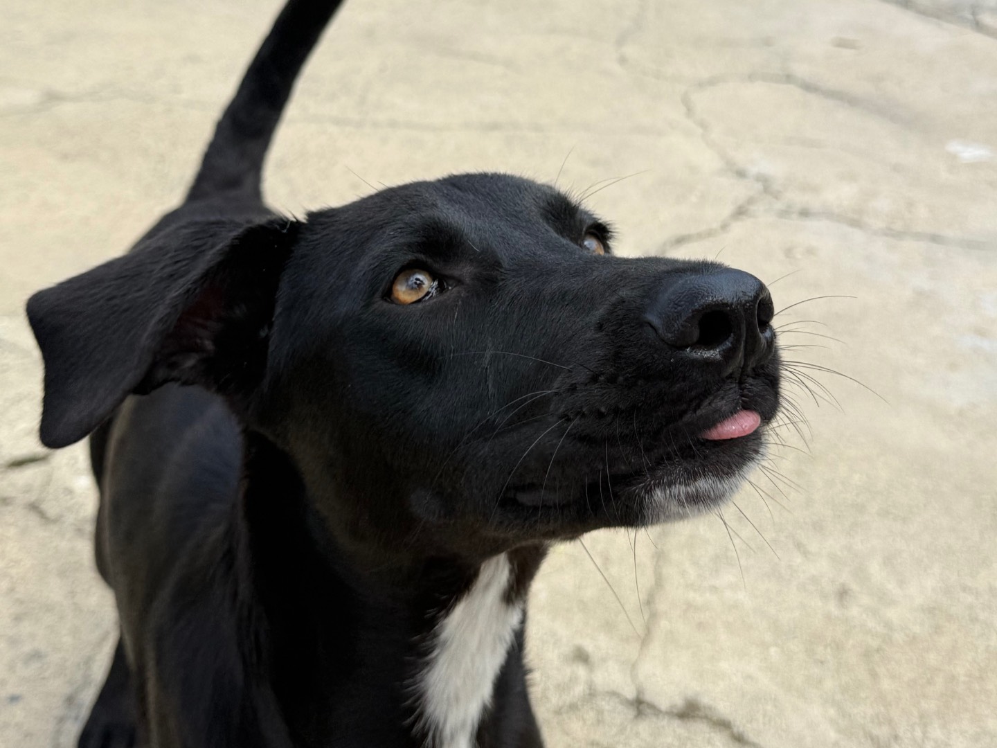 Adozione cane, femmina, Razza sconosciuta Razza sconosciuta, 11 mesi, taglia media, Milano