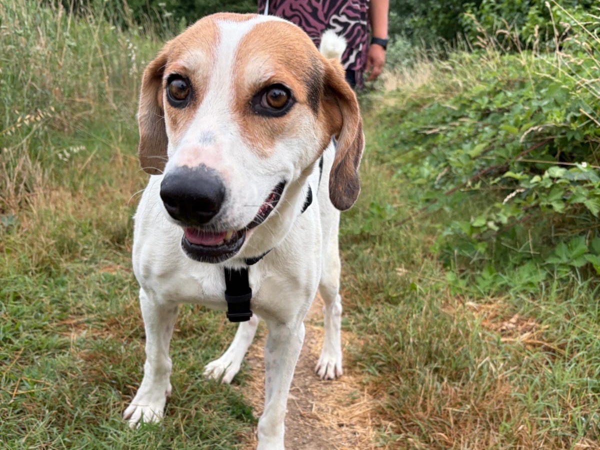 Adozione cane, maschio, Razza sconosciuta Razza sconosciuta, 5 anni, taglia media, Milano