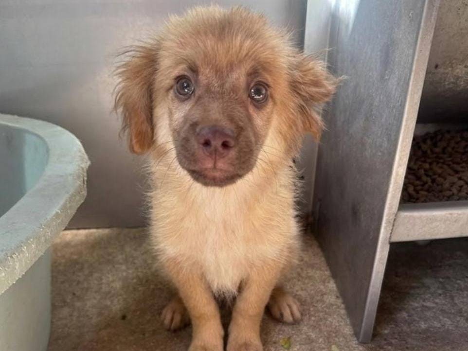Adozione cane, maschio, Razza sconosciuta Razza sconosciuta, 3 mesi, taglia media contenuta, Padova