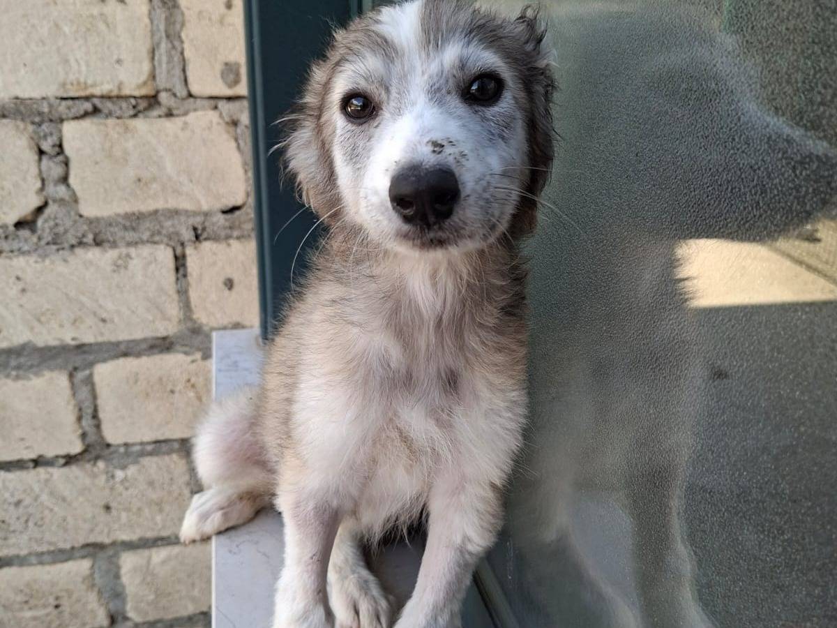 Adozione cane, maschio, Siberian Husky Razza sconosciuta, 4 mesi, taglia media, Avellino