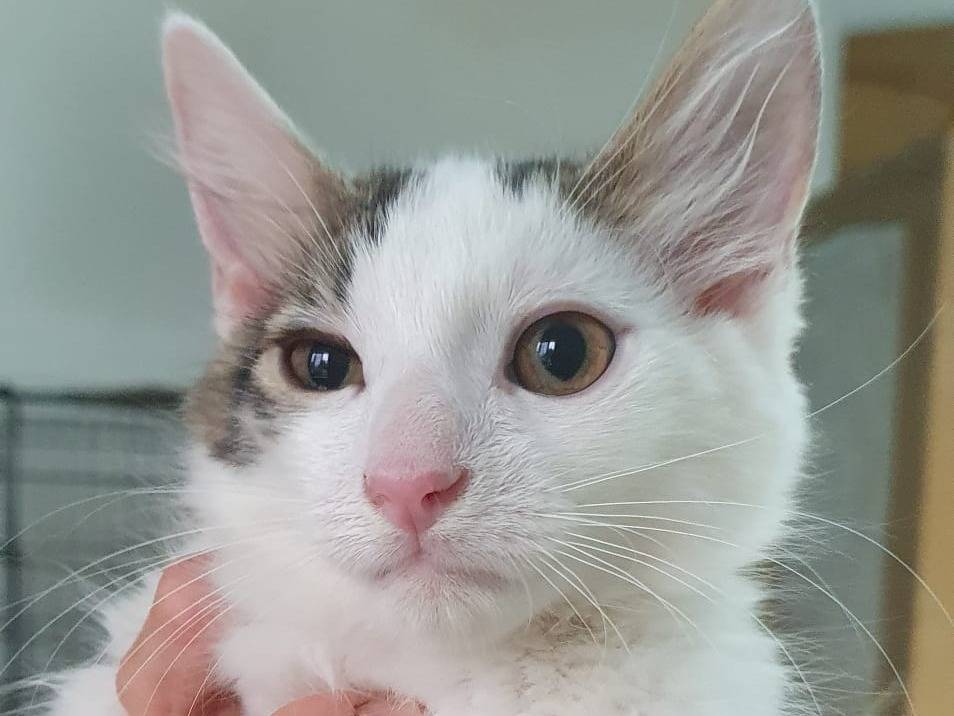 Adozione gatto, maschio, Razza sconosciuta Razza sconosciuta, 3 mesi, taglia non valida, Brescia