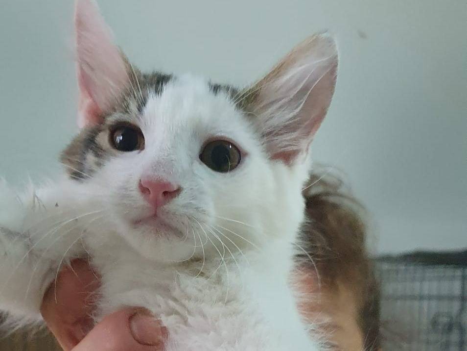 Adotta un gatto, maschio, 3 mesi, Brescia