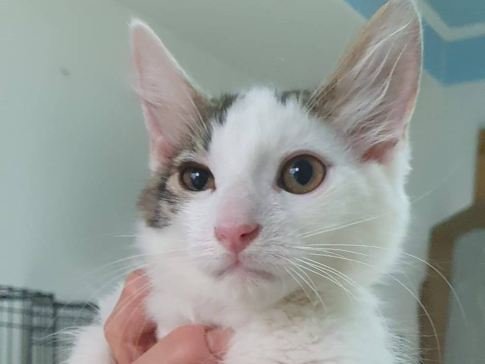 Adotta un gatto, taglia non valida, maschio, Brescia