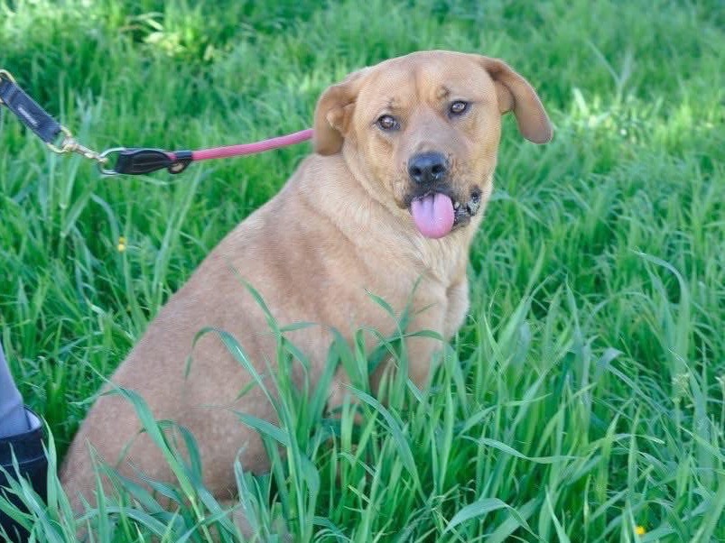 Vuoi adottare un cane a Brindisi?