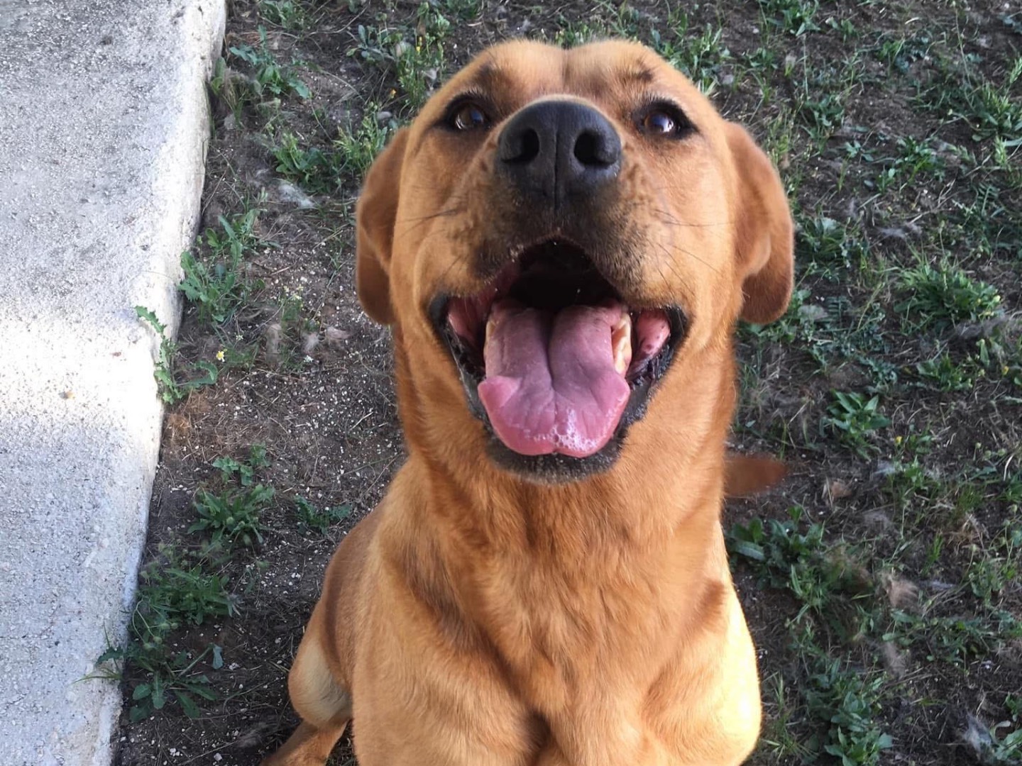 Adotta il cane Brandy a Brindisi
