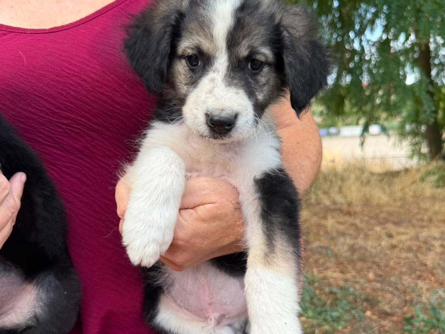 Adozione cane, femmina, Razza sconosciuta Razza sconosciuta, 2 mesi, taglia media, Avellino