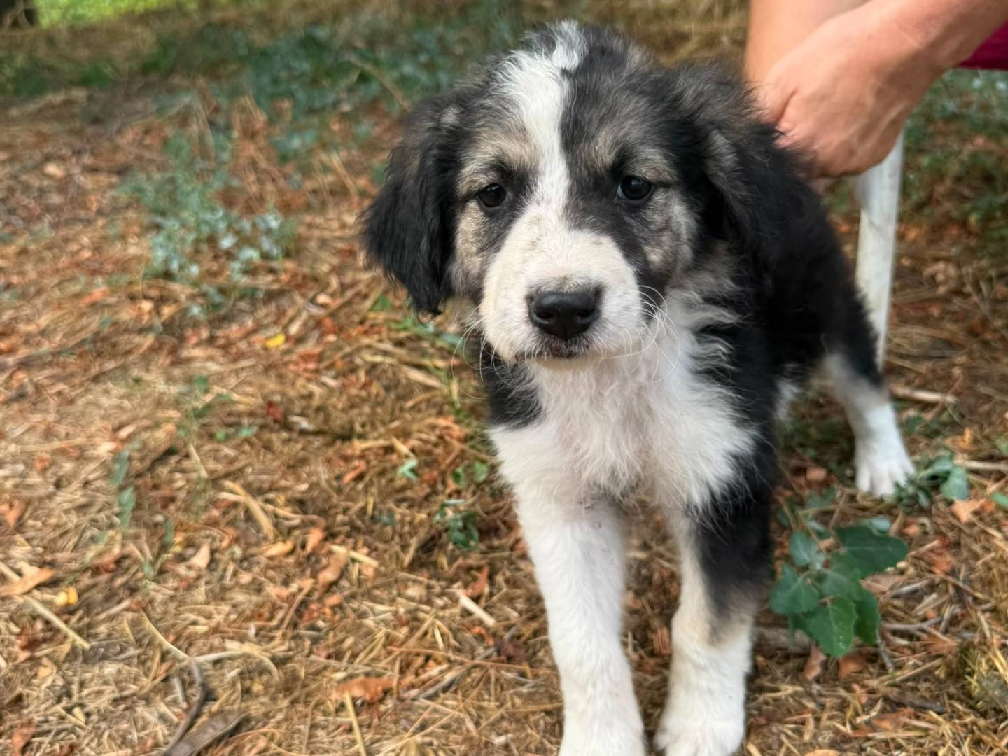 Adotta un cane, femmina, 2 mesi, Avellino