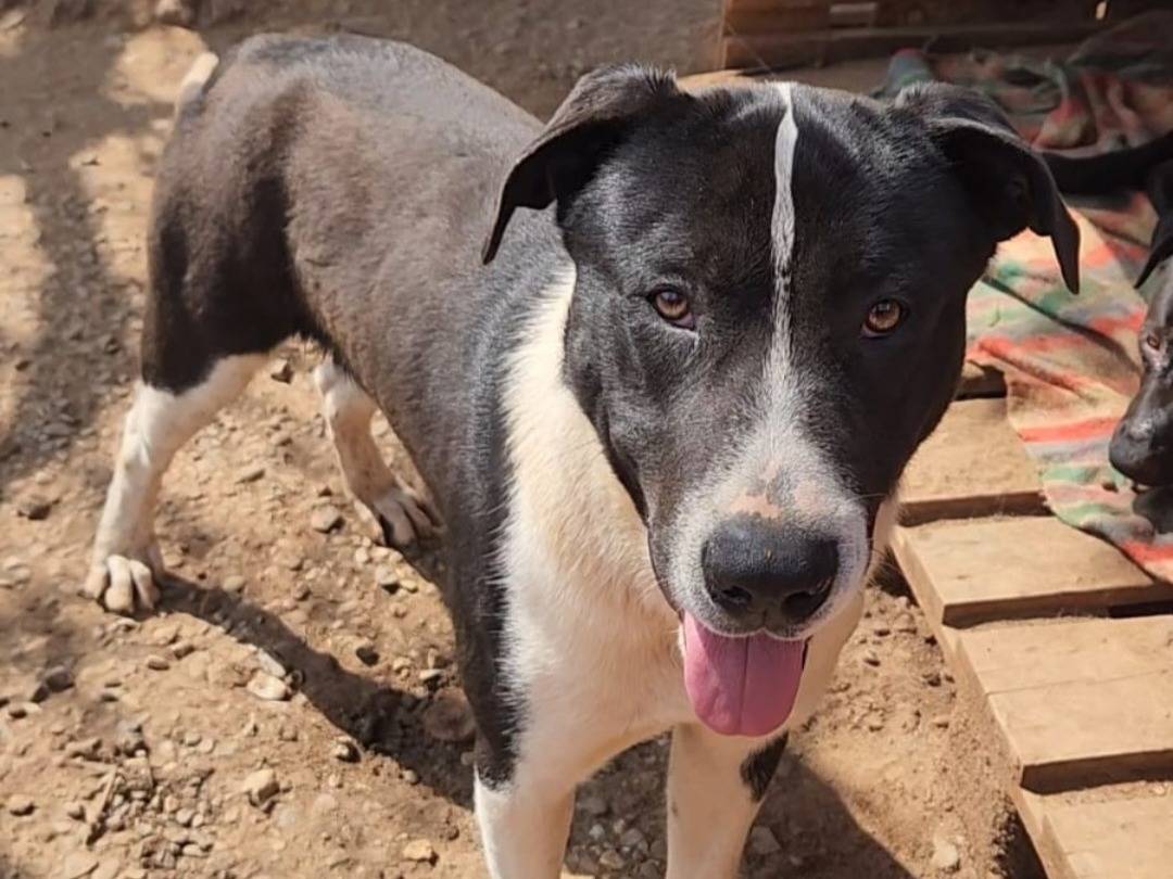 Adozione cane, maschio, Pitbull Razza sconosciuta, 1 anno e 2 mesi, taglia grande, Cosenza
