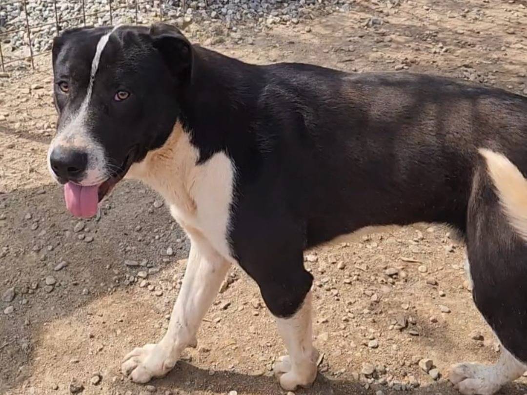 Adotta un cane, maschio, 1 anno e 2 mesi, Cosenza