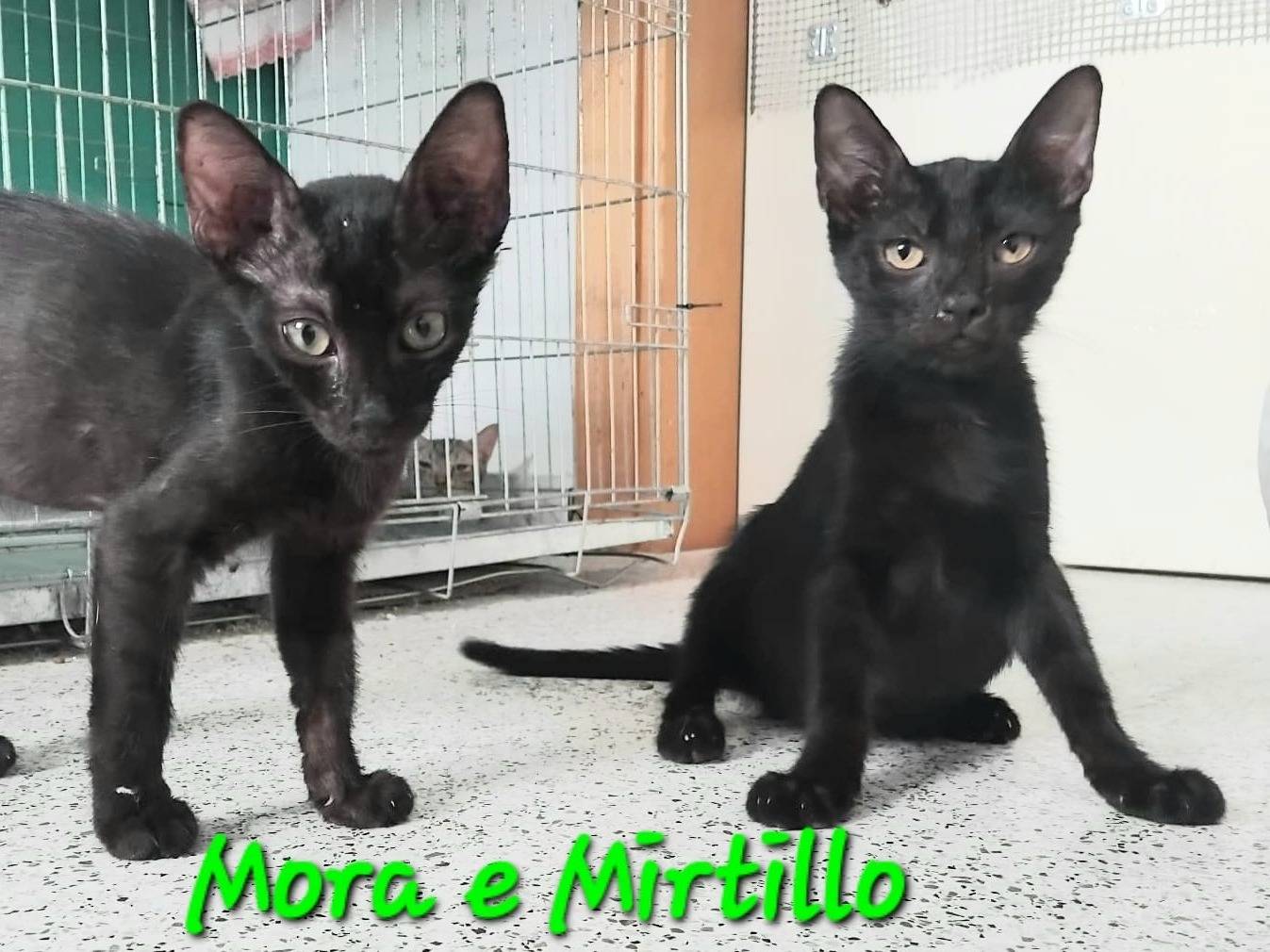 Adozione gatto, femmina, Razza sconosciuta Razza sconosciuta, 3 mesi, taglia non valida, Brescia