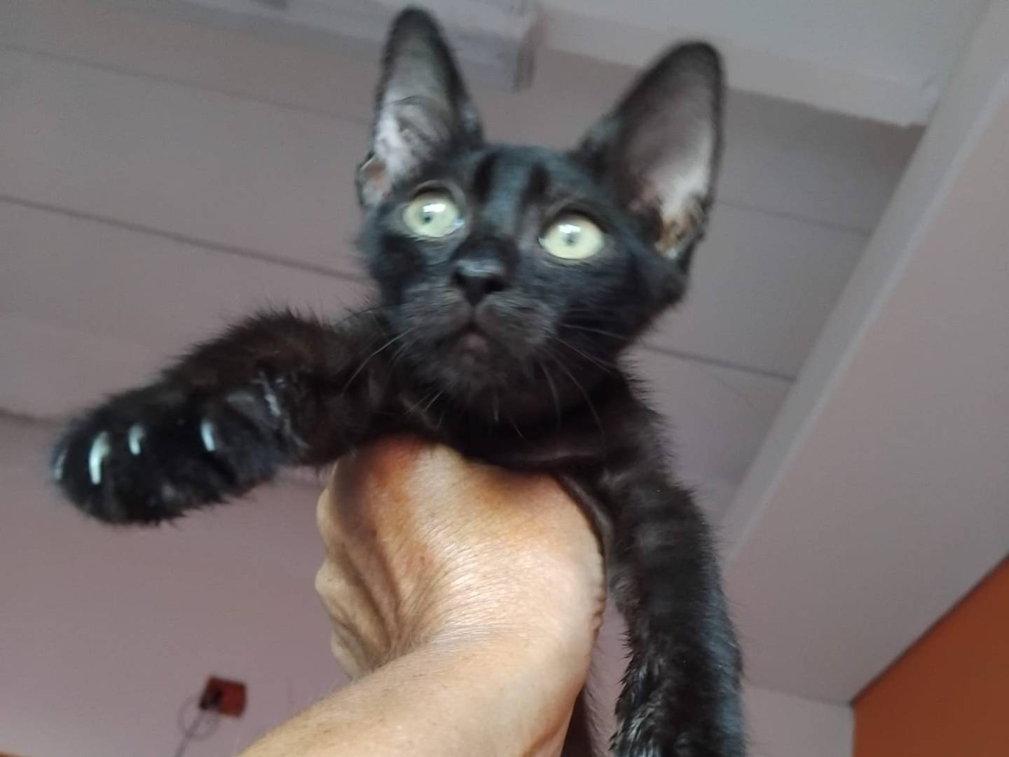 Adotta un gatto, femmina, 3 mesi, Brescia