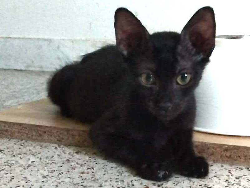 Adotta un gatto, taglia non valida, femmina, Brescia