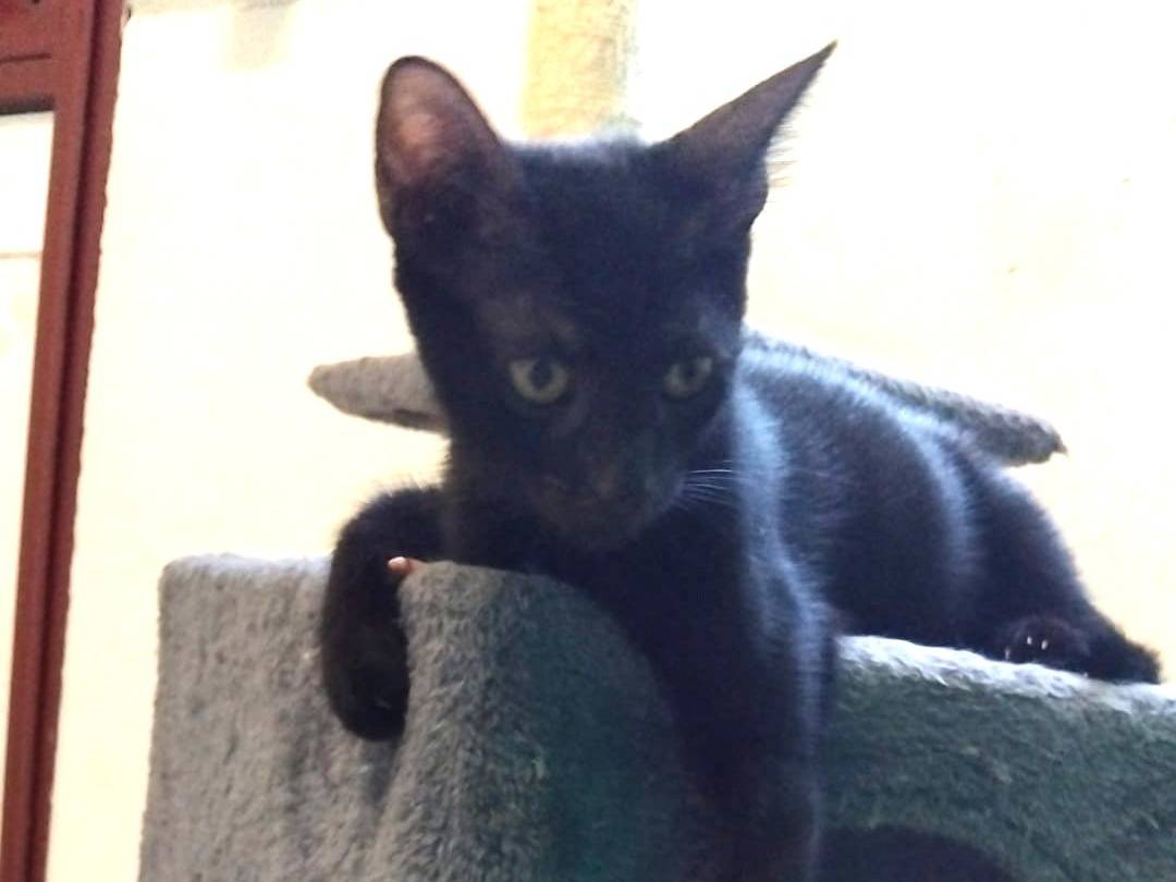 Vuoi adottare un gatto a Brescia?