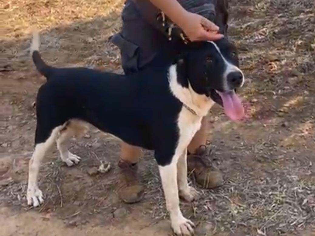 Adotta un cane, taglia grande, maschio, Cosenza