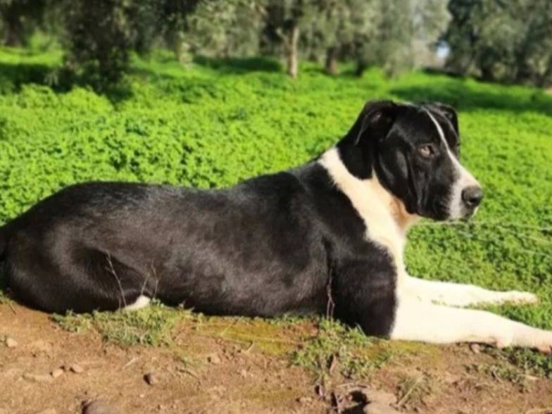 Vuoi adottare un cane a Cosenza?