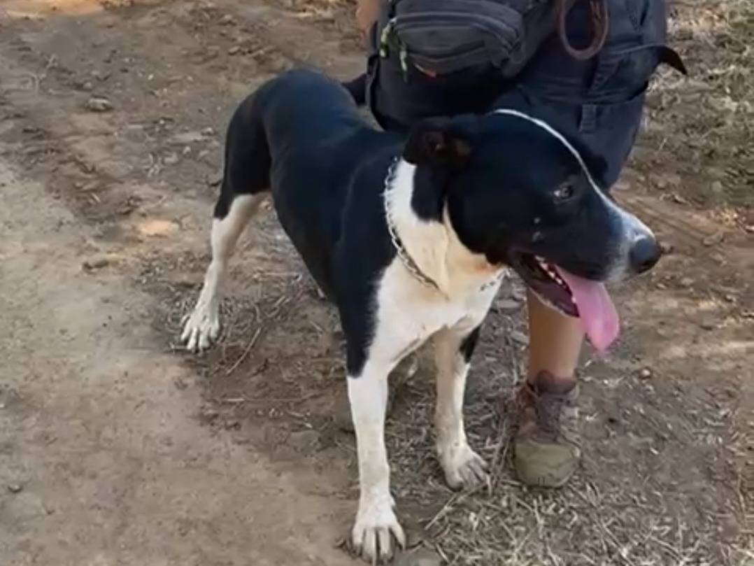 Adotta il cane Oliver mix Pitbull a Cosenza