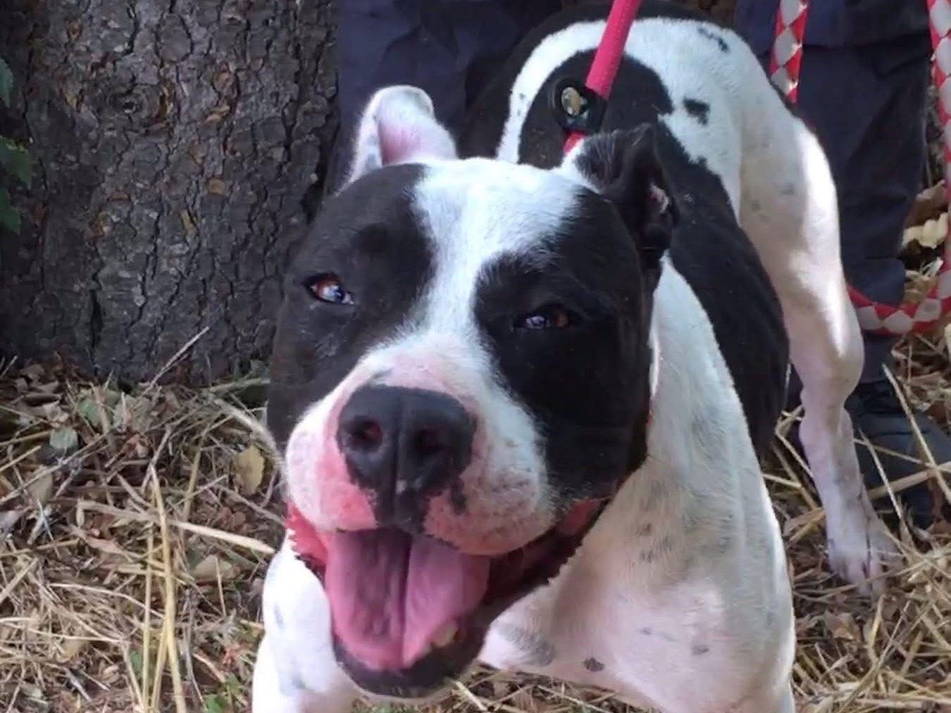 Adozione cane, femmina, Pitbull Razza sconosciuta, 2 anni e 9 mesi, taglia grande, Brindisi