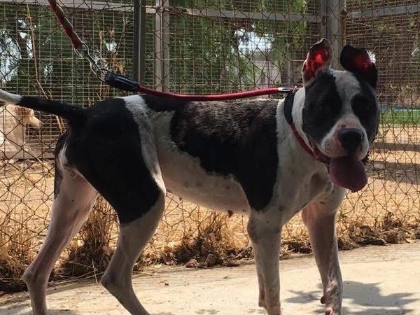 Adotta un cane, femmina, 2 anni e 9 mesi, Brindisi