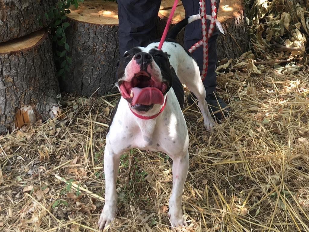 Adotta un cane, taglia grande, femmina, Brindisi