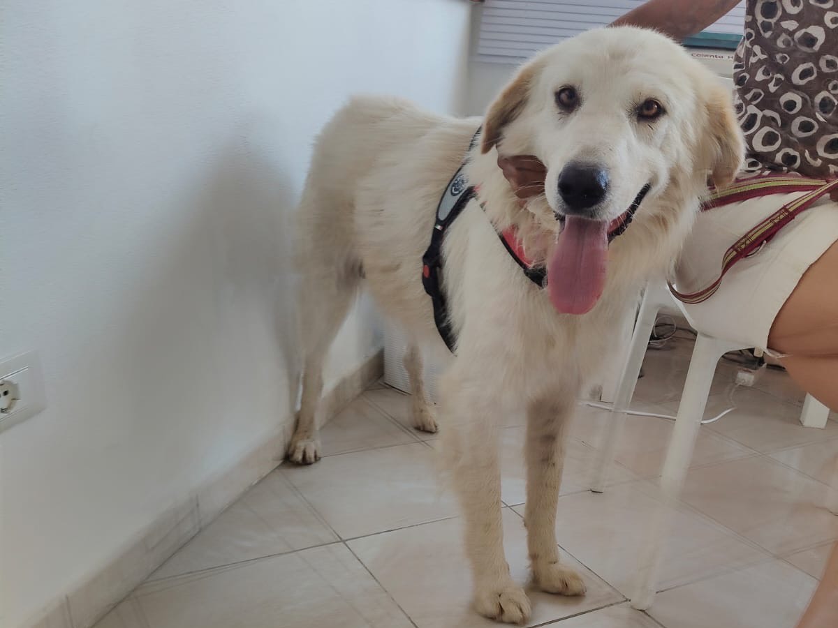 Adozione cane, maschio, Razza sconosciuta Razza sconosciuta, 4 anni e 1 mese, taglia gigante, Crotone