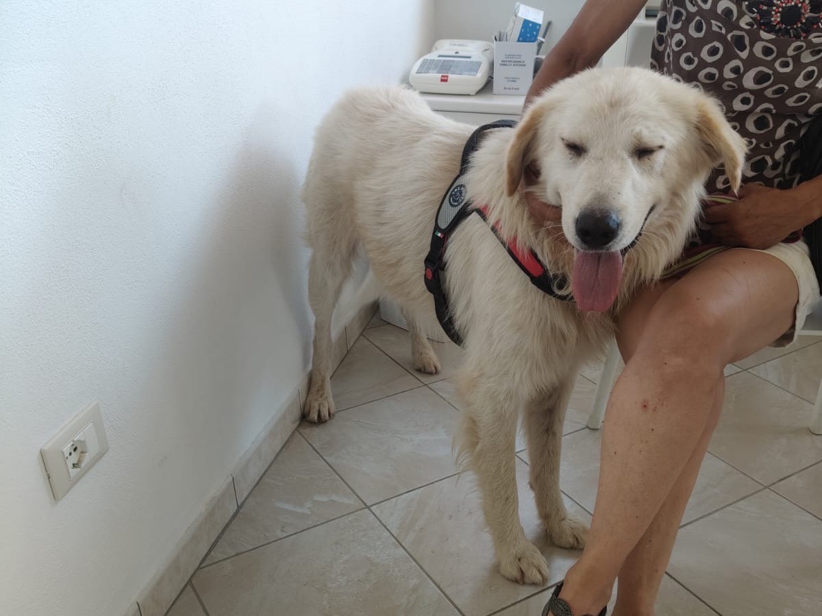 Adotta un cane, maschio, 4 anni e 1 mese, Crotone