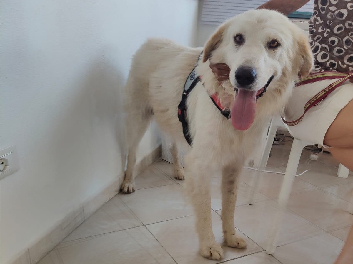 Adotta un cane, taglia gigante, maschio, Crotone