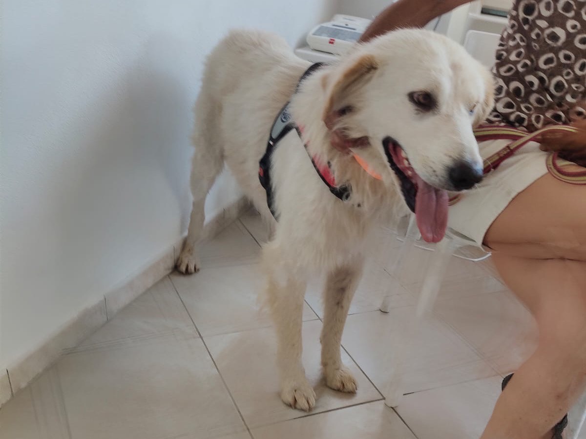 Vuoi adottare un cane a Crotone?