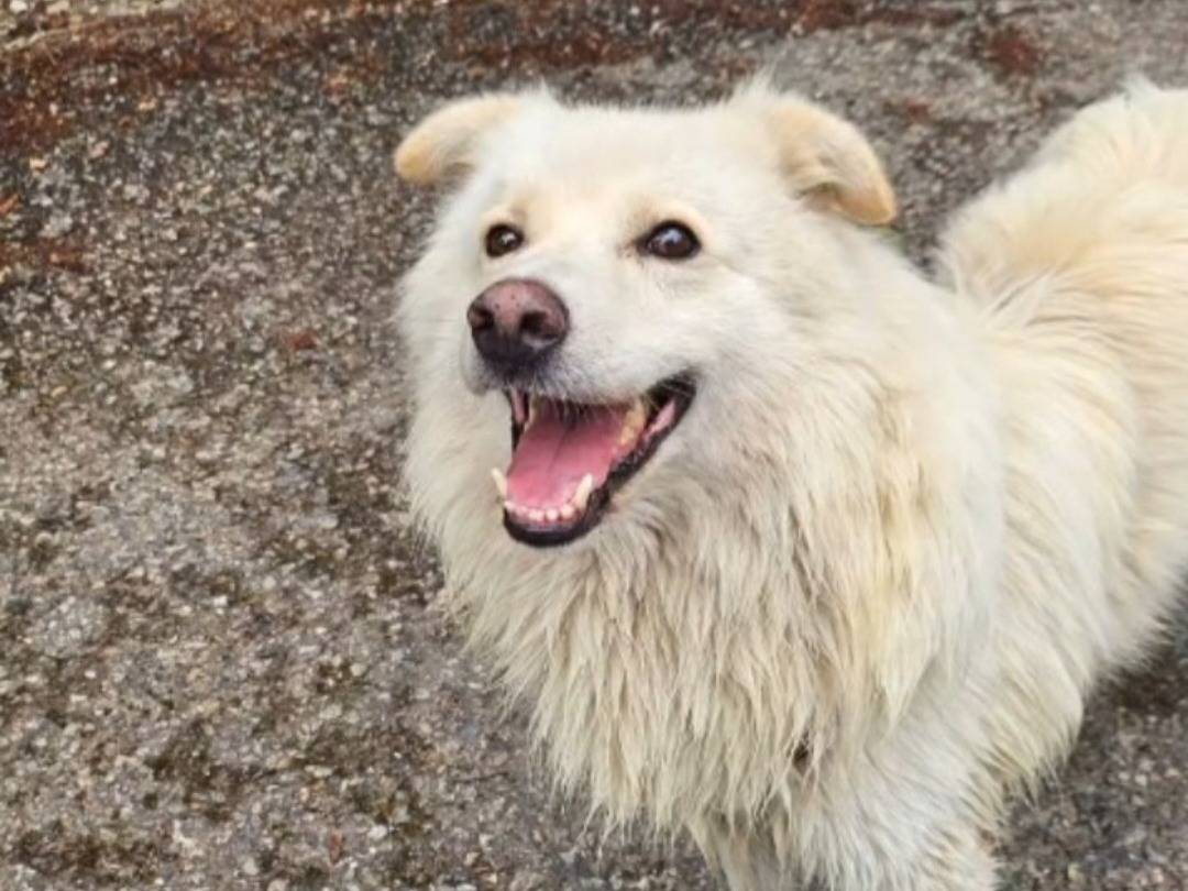 Adotta un cane, maschio, 5 anni e 2 mesi, Novara