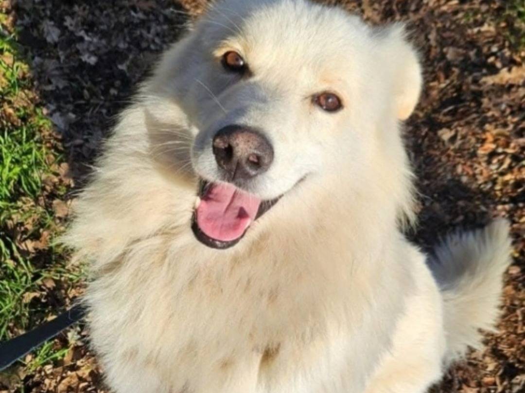 Adozione cane, maschio, Razza sconosciuta Razza sconosciuta, 5 anni e 2 mesi, taglia media, Novara
