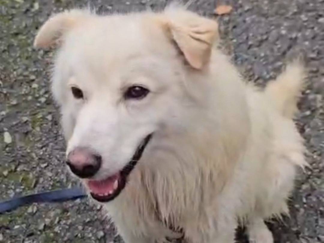 Adotta un cane, taglia media, maschio, Novara