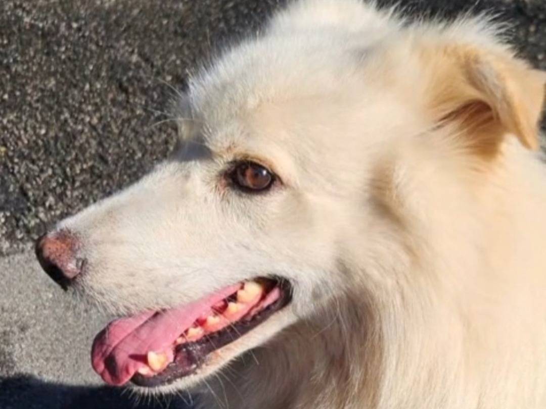 Vuoi adottare un cane a Novara?