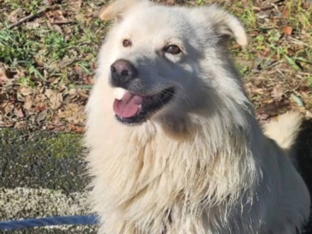 Adotta il cane FIORELLO  a Novara