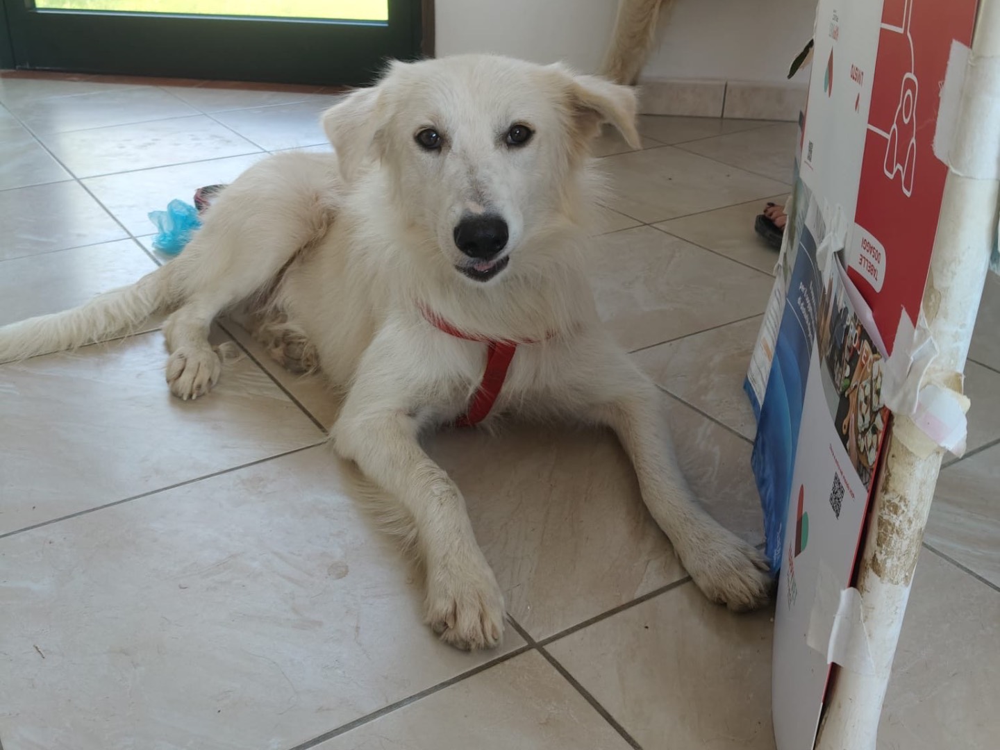 Adotta un cane, femmina, 2 anni e 2 mesi, Crotone
