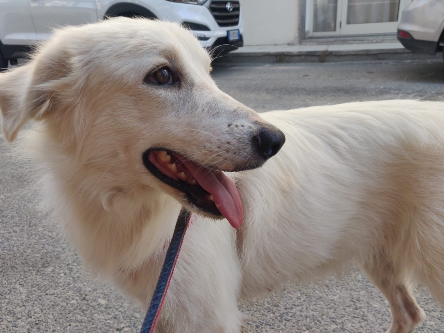 Adotta un cane, taglia media, femmina, Crotone
