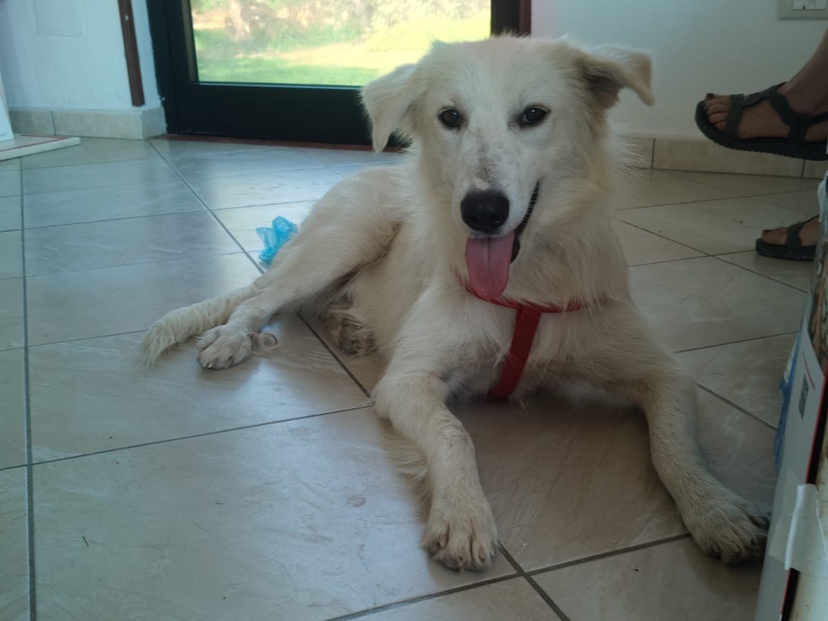 Vuoi adottare un cane a Crotone?