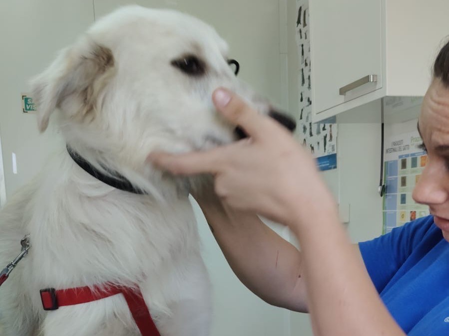 Adotta il cane LUNA a Crotone