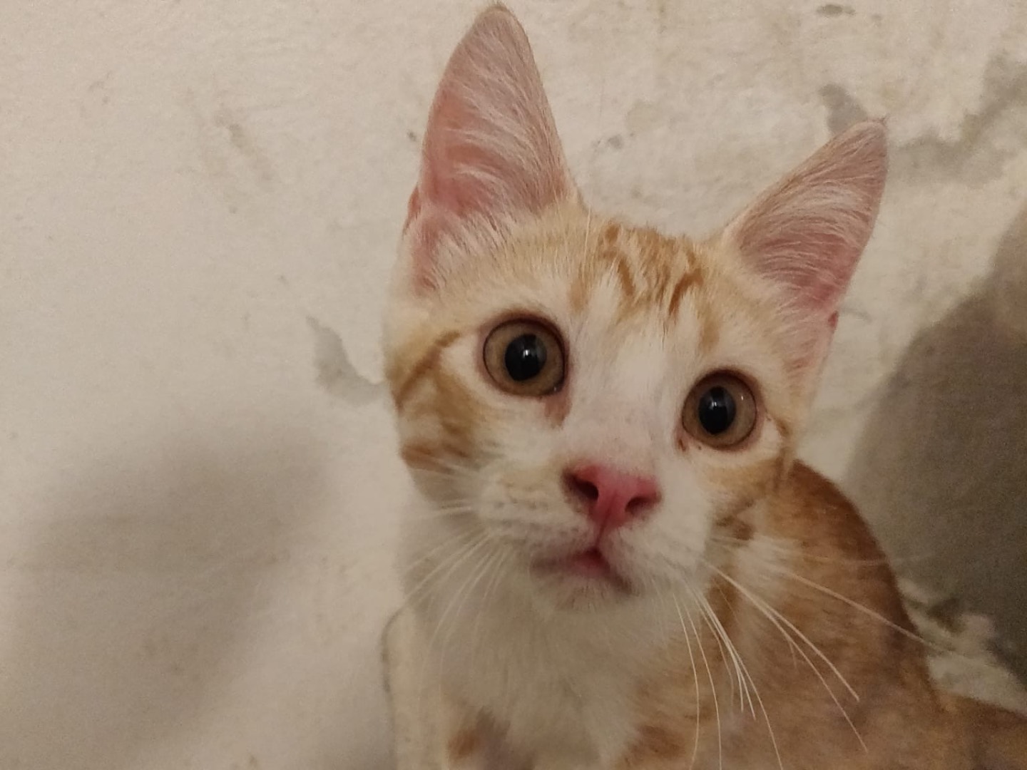 Adozione gatto, maschio, Razza sconosciuta Razza sconosciuta, 3 mesi, taglia non valida, Crotone