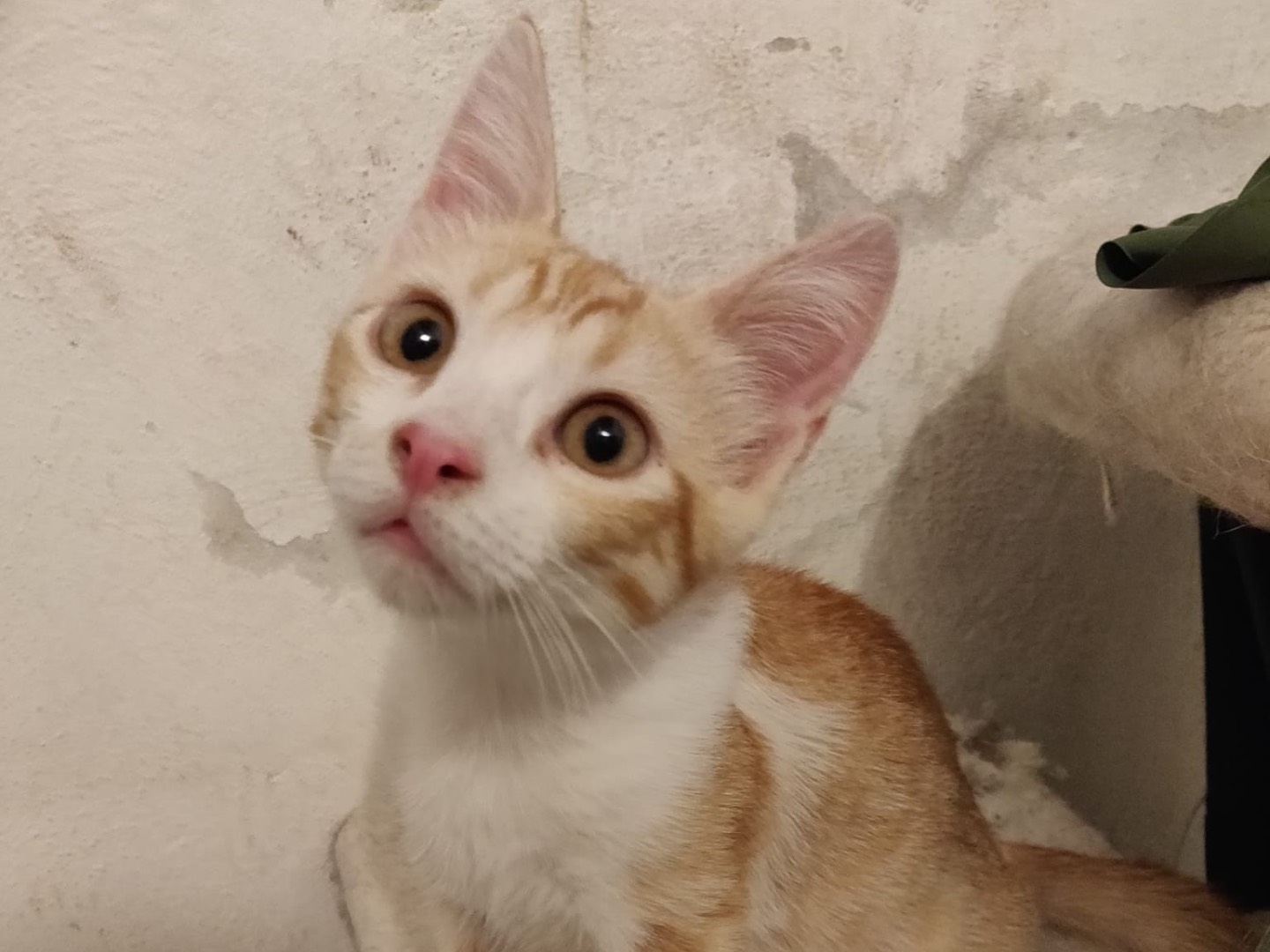 Adotta un gatto, maschio, 3 mesi, Crotone