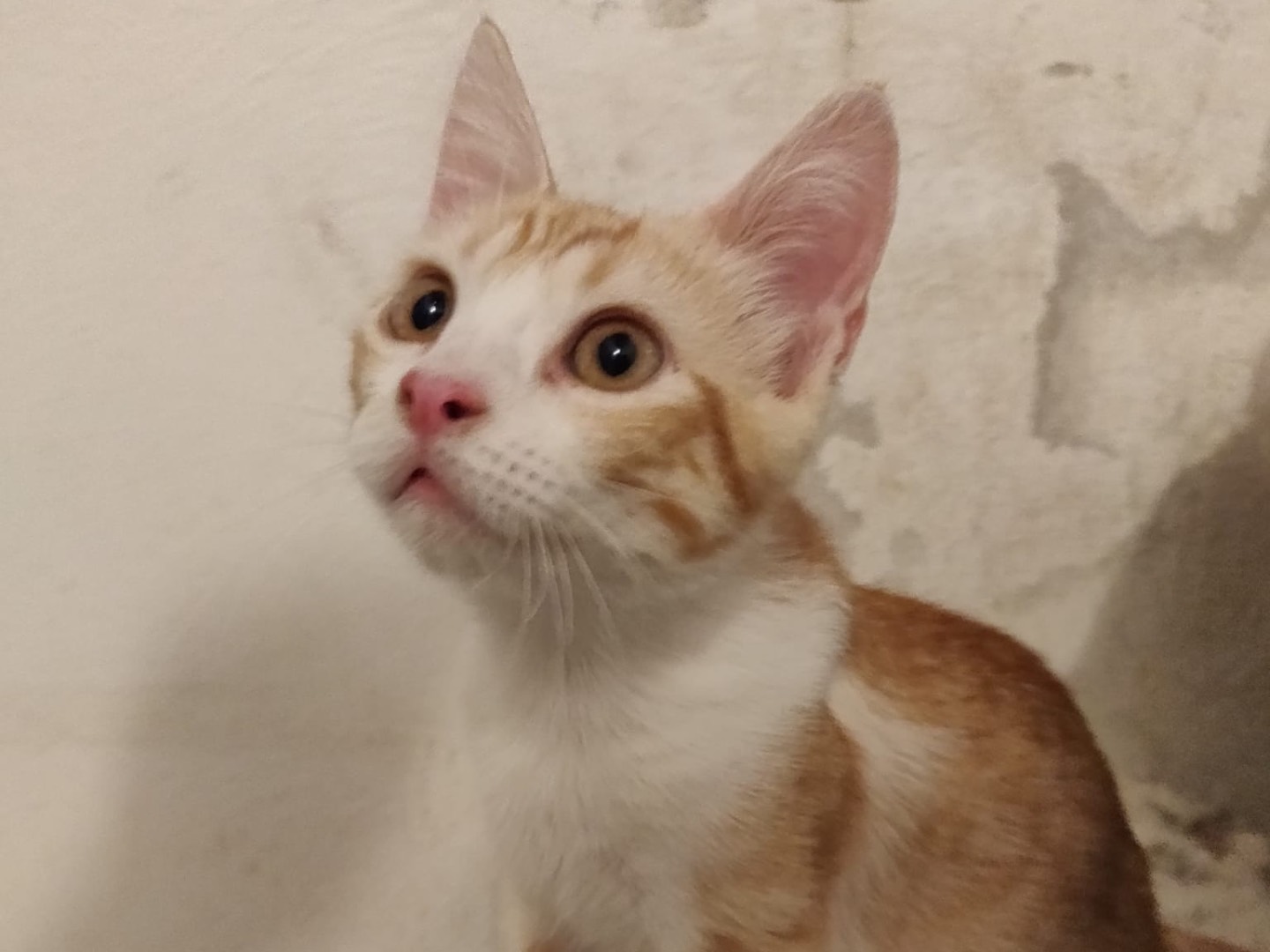 Adotta un gatto, taglia non valida, maschio, Crotone