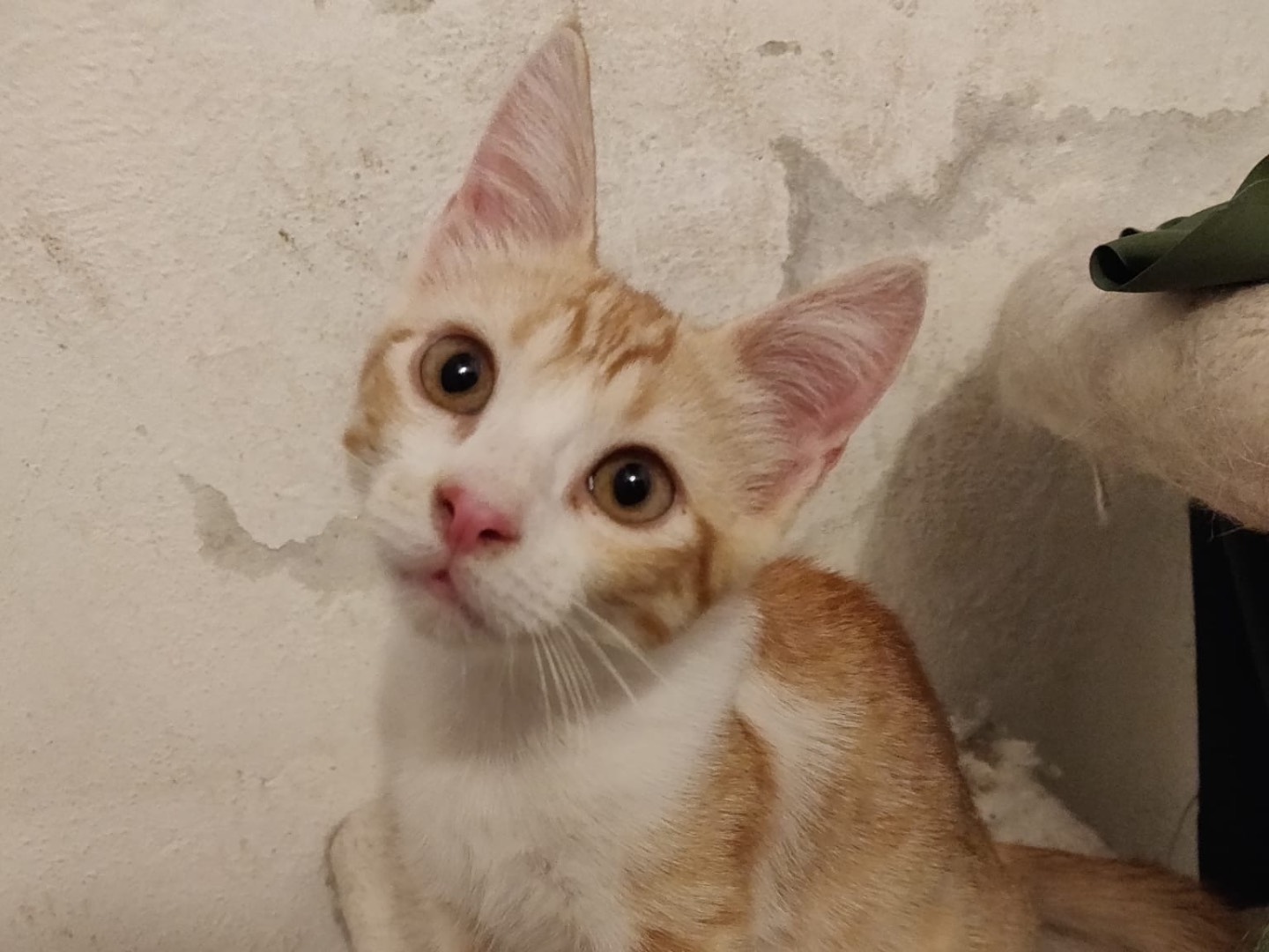 Vuoi adottare un gatto a Crotone?