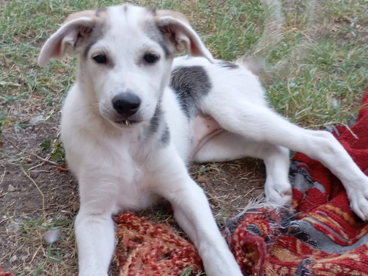 Adozione cane, femmina, Razza sconosciuta Razza sconosciuta, 2 mesi, taglia media, Avellino