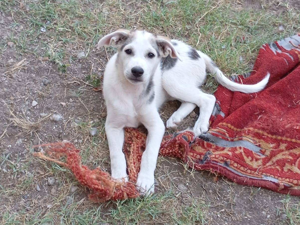 Adotta un cane, femmina, 2 mesi, Avellino