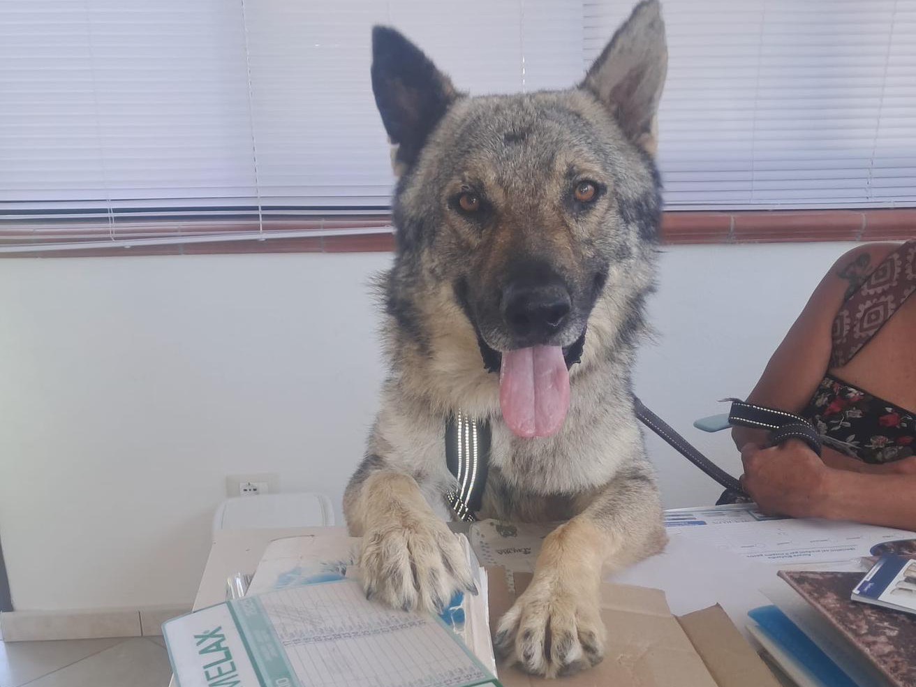 Adozione cane, maschio, Razza sconosciuta Razza sconosciuta, 2 anni e 4 mesi, taglia grande, Roma