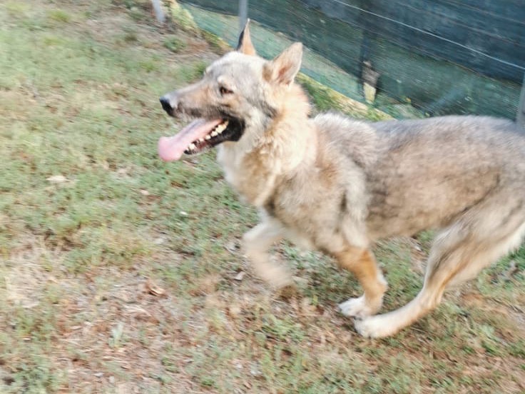Adotta un cane, maschio, 2 anni e 4 mesi, Roma